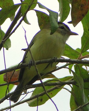 Photo (3): Brown-capped Vireo