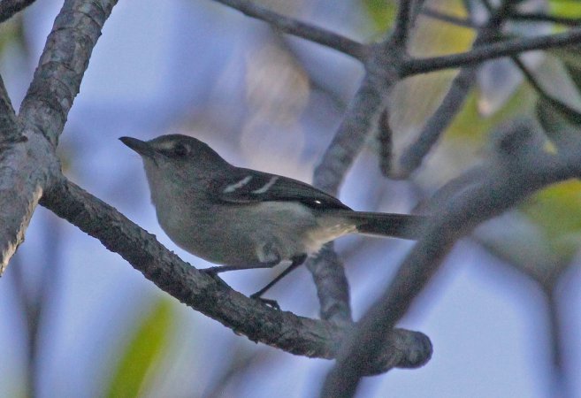 Photo (3): Mangrove Vireo