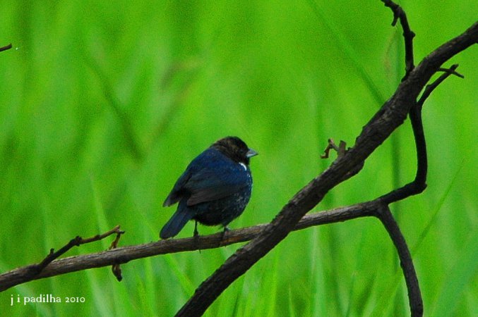 Photo (12): Blue-black Grassquit