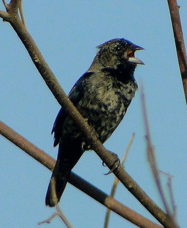 Photo (14): Blue-black Grassquit