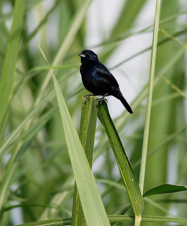 Photo (8): Blue-black Grassquit