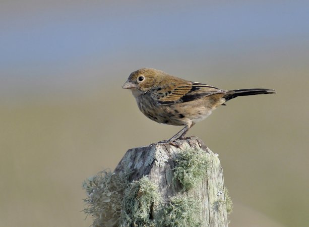 Photo (2): Blue-black Grassquit