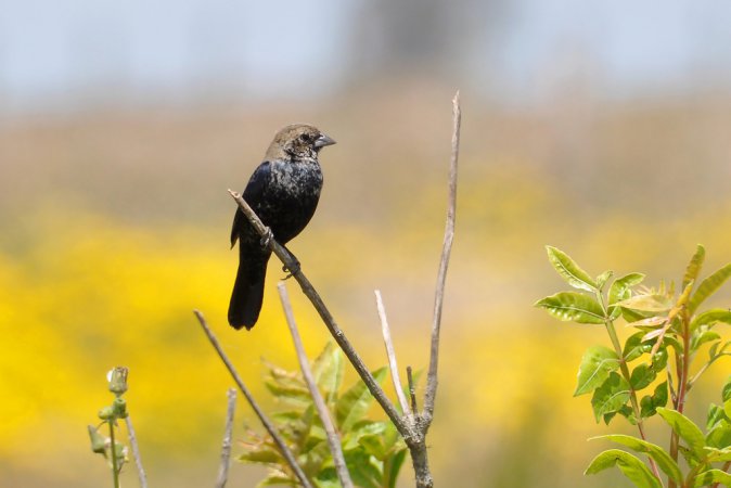 Photo (15): Blue-black Grassquit