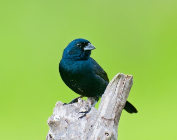 Photo (1): Blue-black Grassquit