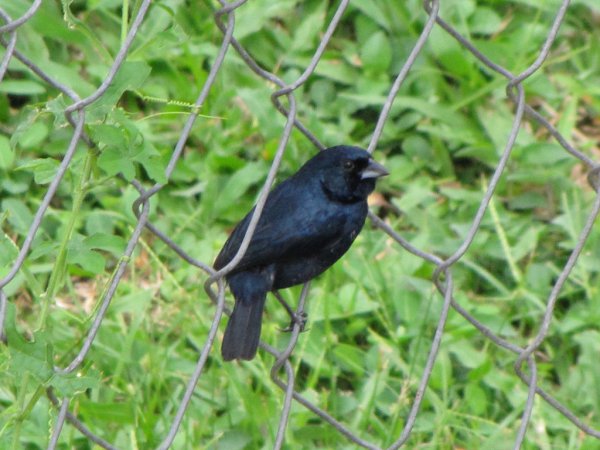 Photo (7): Blue-black Grassquit