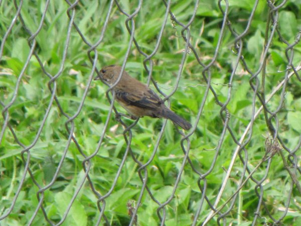 Photo (6): Blue-black Grassquit