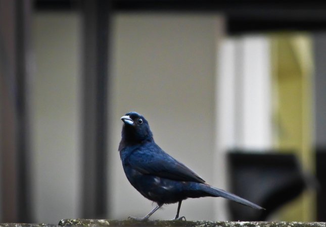 Photo (3): Blue-black Grassquit