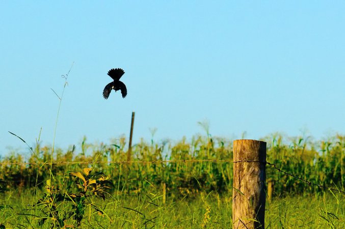Photo (13): Blue-black Grassquit