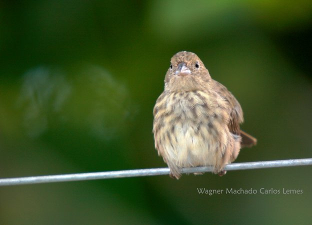Photo (4): Blue-black Grassquit