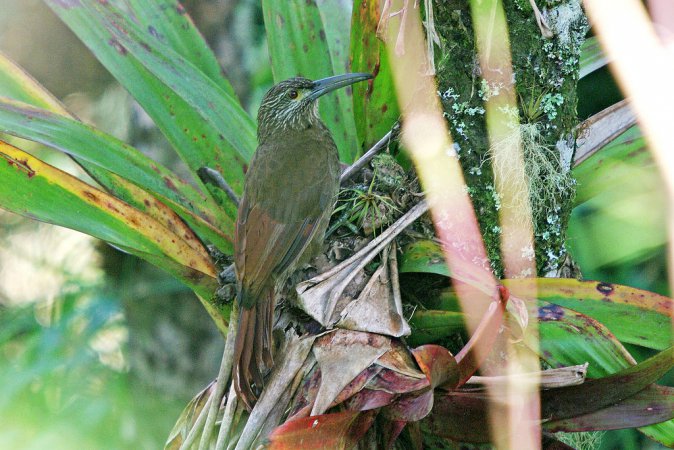 Photo (2): Strong-billed Woodcreeper