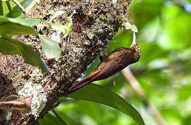 Photo (1): Spotted Woodcreeper