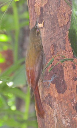 Photo (3): Spotted Woodcreeper