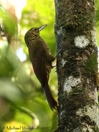 Photo (5): Spotted Woodcreeper