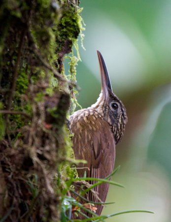 Photo (4): Spotted Woodcreeper