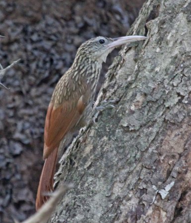 Photo (4): Ivory-billed Woodcreeper