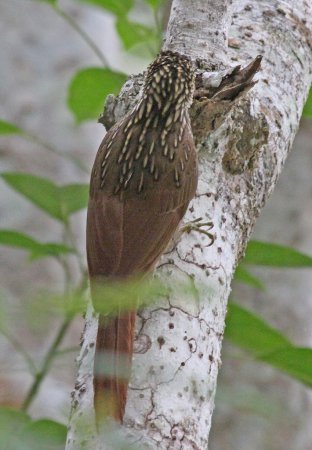 Photo (7): Ivory-billed Woodcreeper