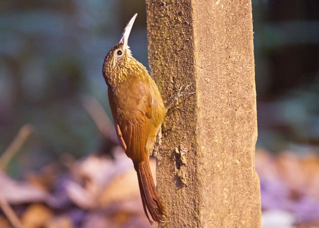 Photo (4): Cocoa Woodcreeper
