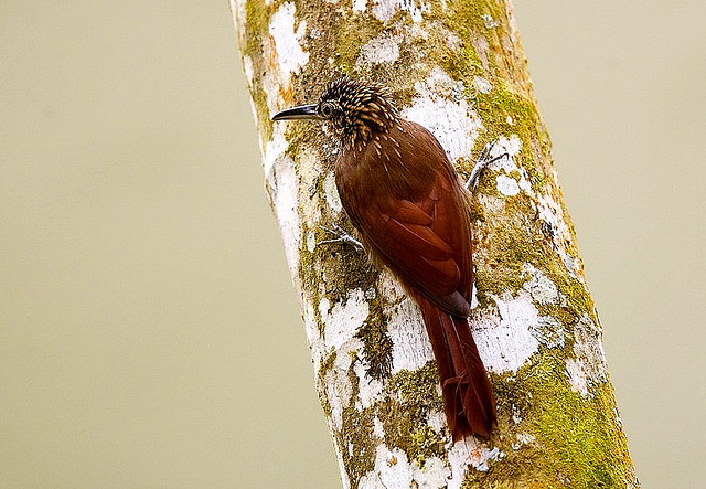 Photo (1): Cocoa Woodcreeper