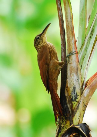 Photo (2): Cocoa Woodcreeper