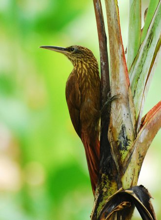 Photo (5): Cocoa Woodcreeper