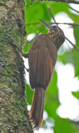 Photo (8): Cocoa Woodcreeper