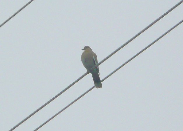 Photo (16): White-winged Dove