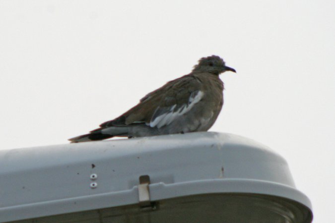 Photo (23): White-winged Dove