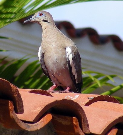 Photo (19): White-winged Dove