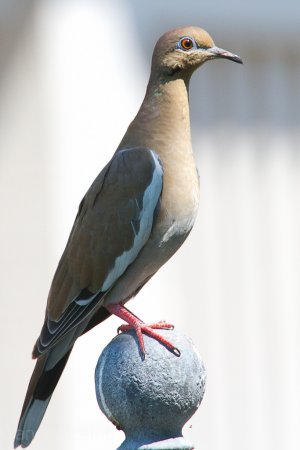 Photo (20): White-winged Dove