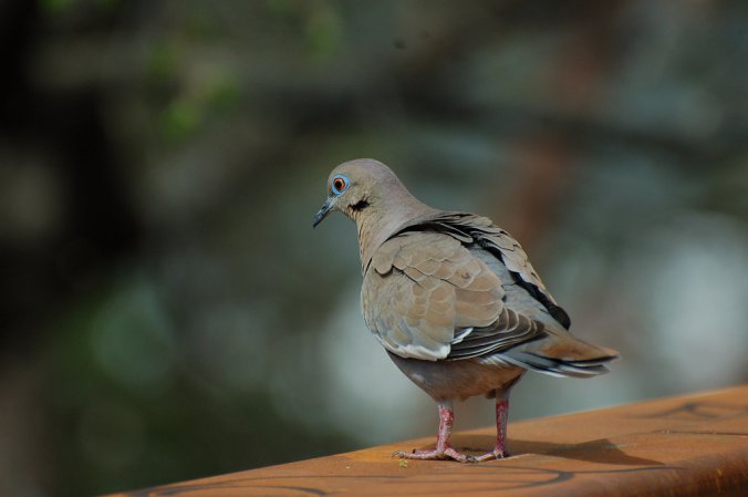 Photo (29): White-winged Dove