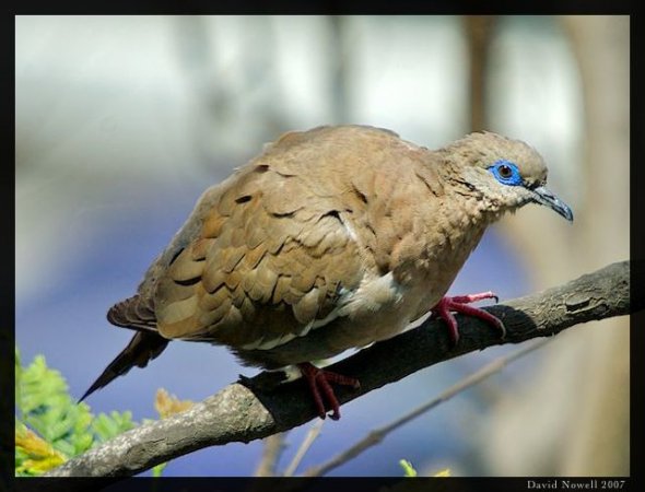 Photo (4): West Peruvian Dove