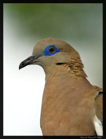 Photo (2): West Peruvian Dove