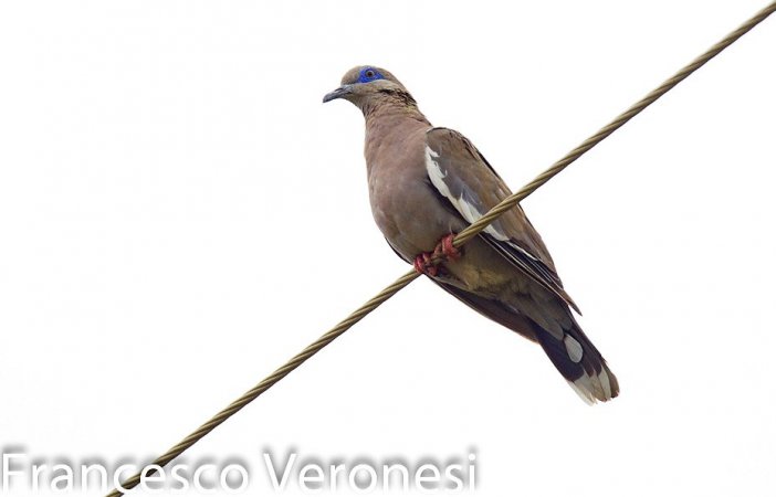 Photo (3): West Peruvian Dove