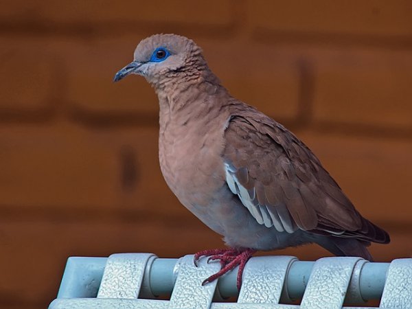 Photo (1): West Peruvian Dove