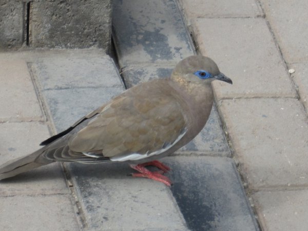 Photo (5): West Peruvian Dove