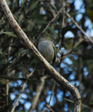 Photo (1): Paltry Tyrannulet