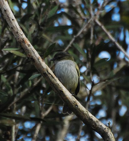 Photo (3): Paltry Tyrannulet