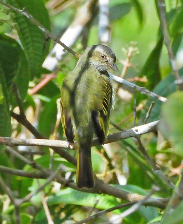 Photo (4): Paltry Tyrannulet