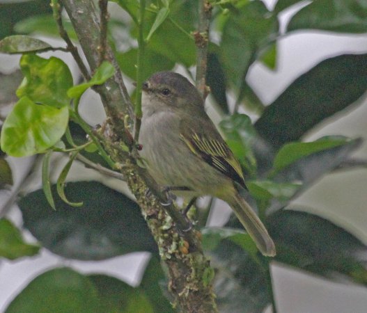 Photo (2): Paltry Tyrannulet
