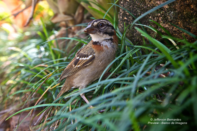 Photo (5): Rufous-collared Sparrow