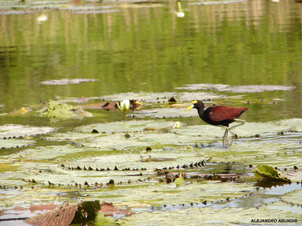 Photo (16): Northern Jacana