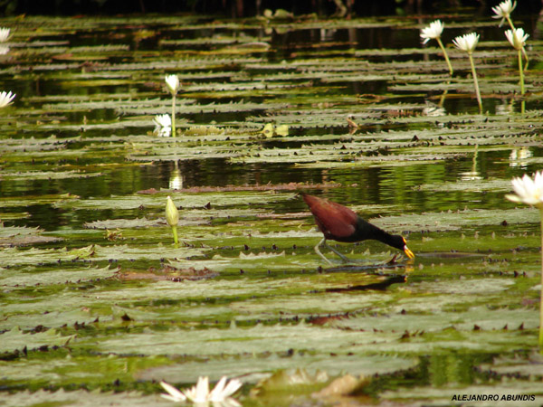 Photo (19): Northern Jacana