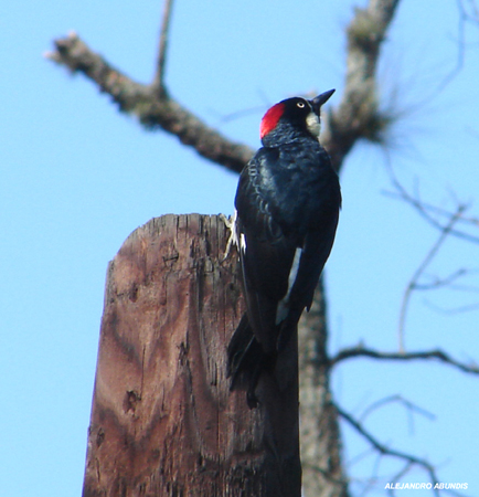 Photo (19): Acorn Woodpecker