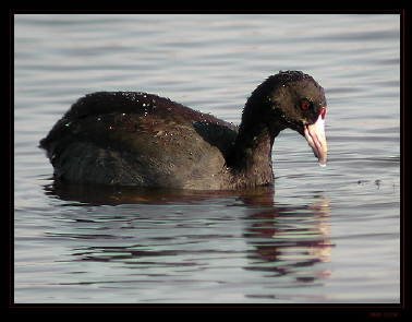 Photo (8): American Coot