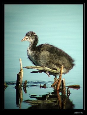 Photo (24): American Coot