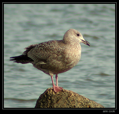 Photo (15): Herring Gull