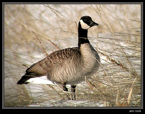 Photo (1): Canada Goose