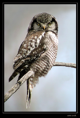 Photo (1): Northern Hawk Owl