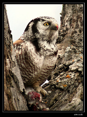 Photo (3): Northern Hawk Owl