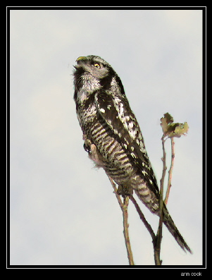 Photo (4): Northern Hawk Owl